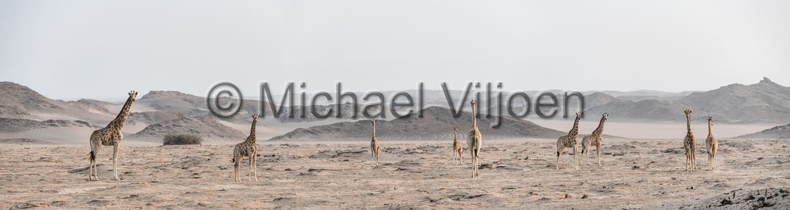 Mammals Photography